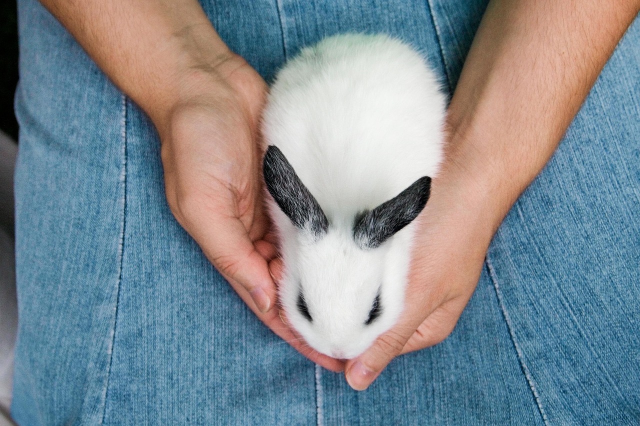 ※18日迄【ウサギ】飼育セット【現物手渡し】 61oAQhydNYL._UF350,350_QL50_.jpg
